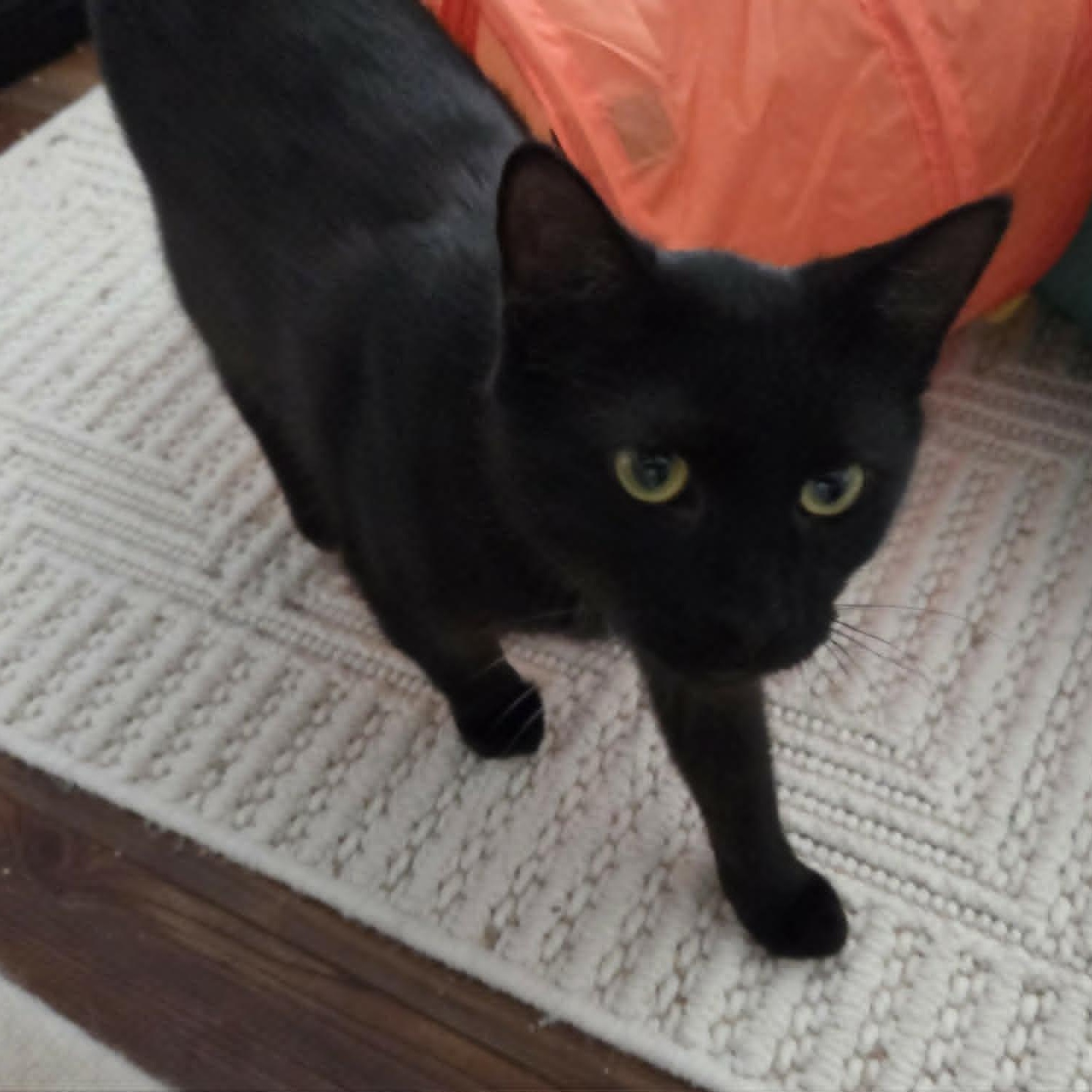 Enlarge FLAME, a ADOPTABLE Domestic Short Hair in Loveland, CO image 5/6