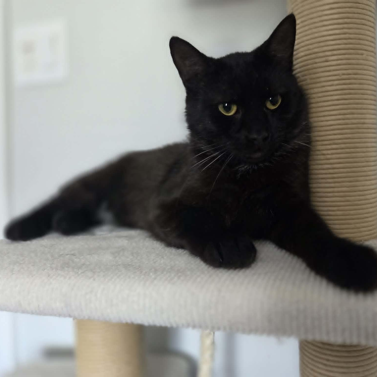 Enlarge FLAME, a ADOPTABLE Domestic Short Hair in Loveland, CO image 6/6