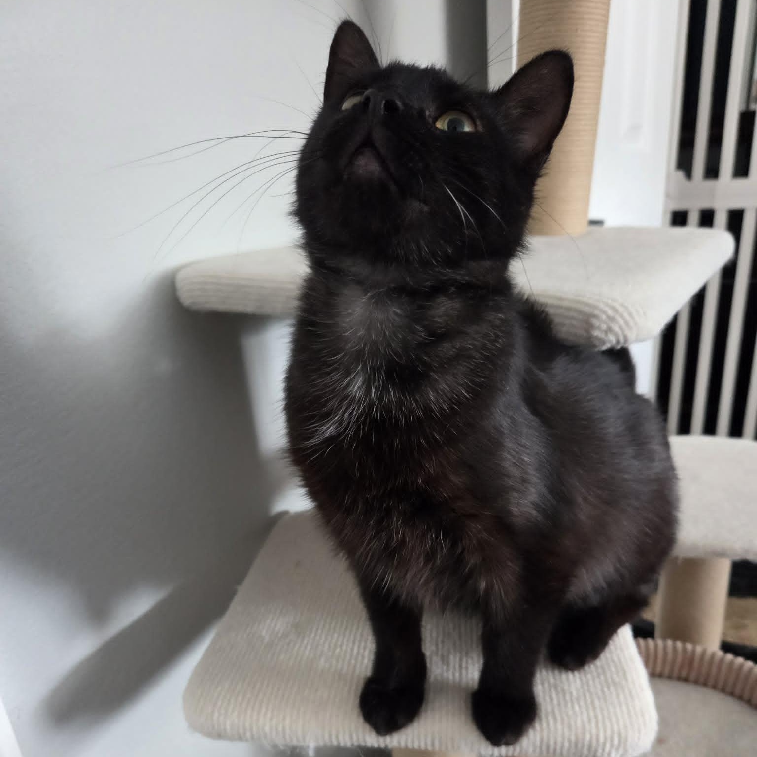 Enlarge FLAME, a ADOPTABLE Domestic Short Hair in Loveland, CO image 3/6