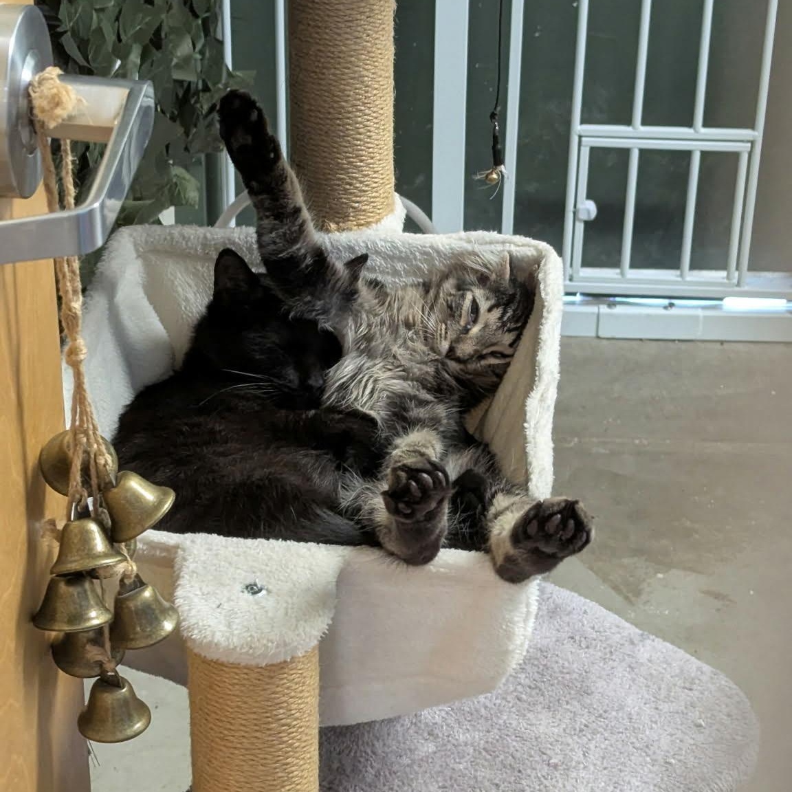 FLAME and EVANDER, a ADOPTABLE Domestic Short Hair in Loveland, CO image 2/6