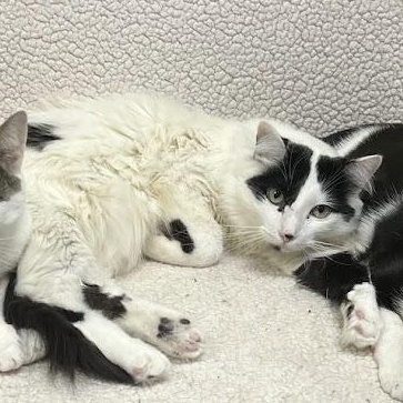 Enlarge Kosmo, a Adoptable Domestic Short Hair in Chicago, IL image 3/3