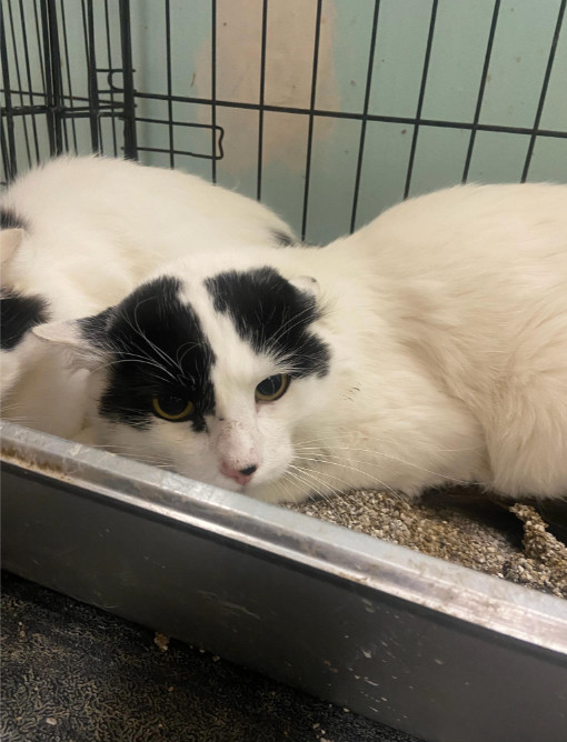 Enlarge Kosmo, a Adoptable Domestic Short Hair in Chicago, IL image 1/1