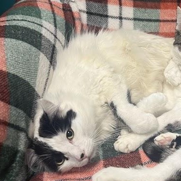 Kosmo, Adoptable, Kitten Female Domestic Short Hair.