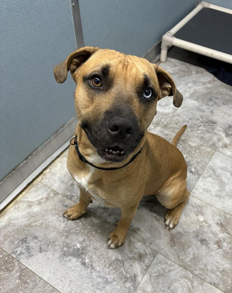 STONEY, Adoptable, Adult Male Pit Bull Terrier & Mastiff.