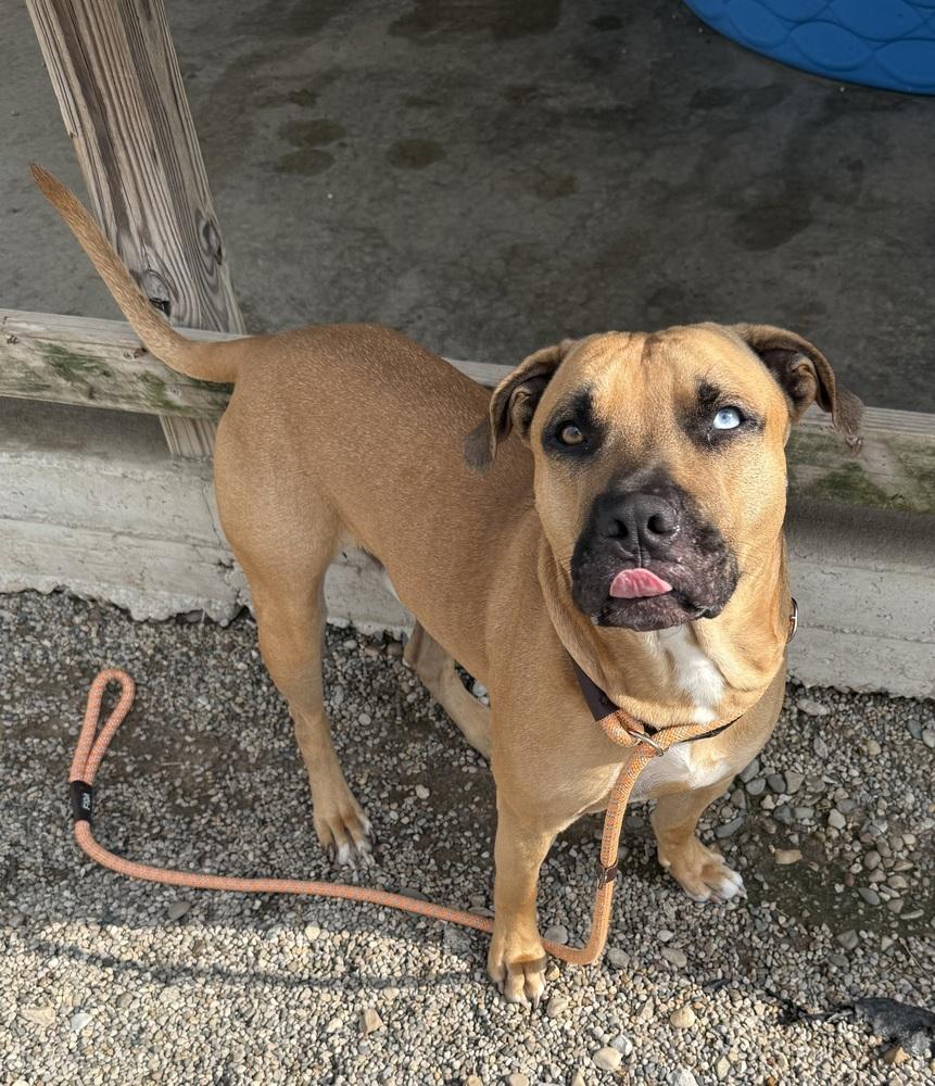 STONEY, a Adoptable mixed breed in Rochester, IN image 2/3
