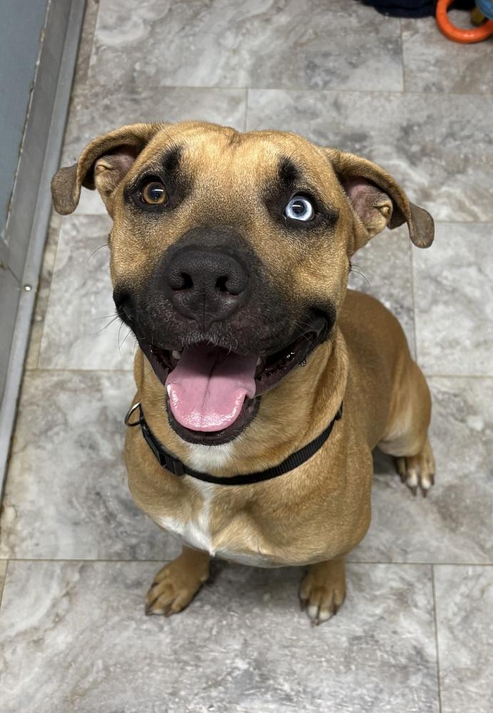 STONEY, a Adoptable mixed breed in Rochester, IN image 3/3
