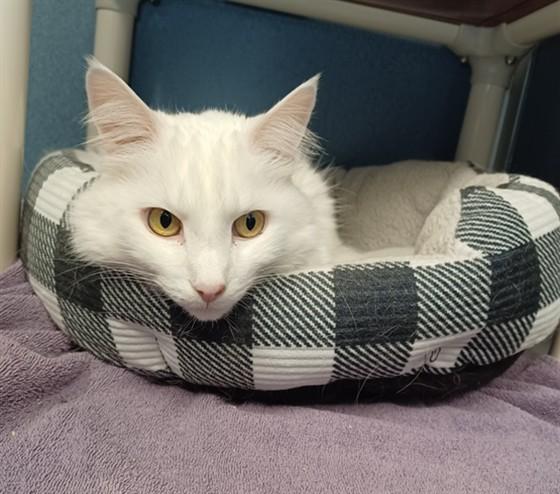 POPPY, Adoptable, Senior Male Domestic Long Hair.