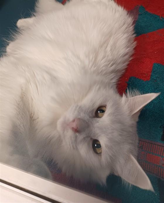 POPPY, Adoptable, Senior Male Domestic Long Hair.