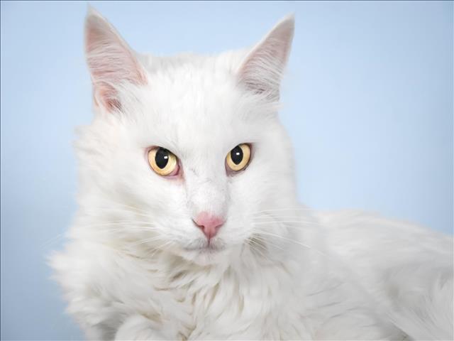 Enlarge POPPY, a Adoptable Domestic Long Hair in Loveland, CO image 1/1