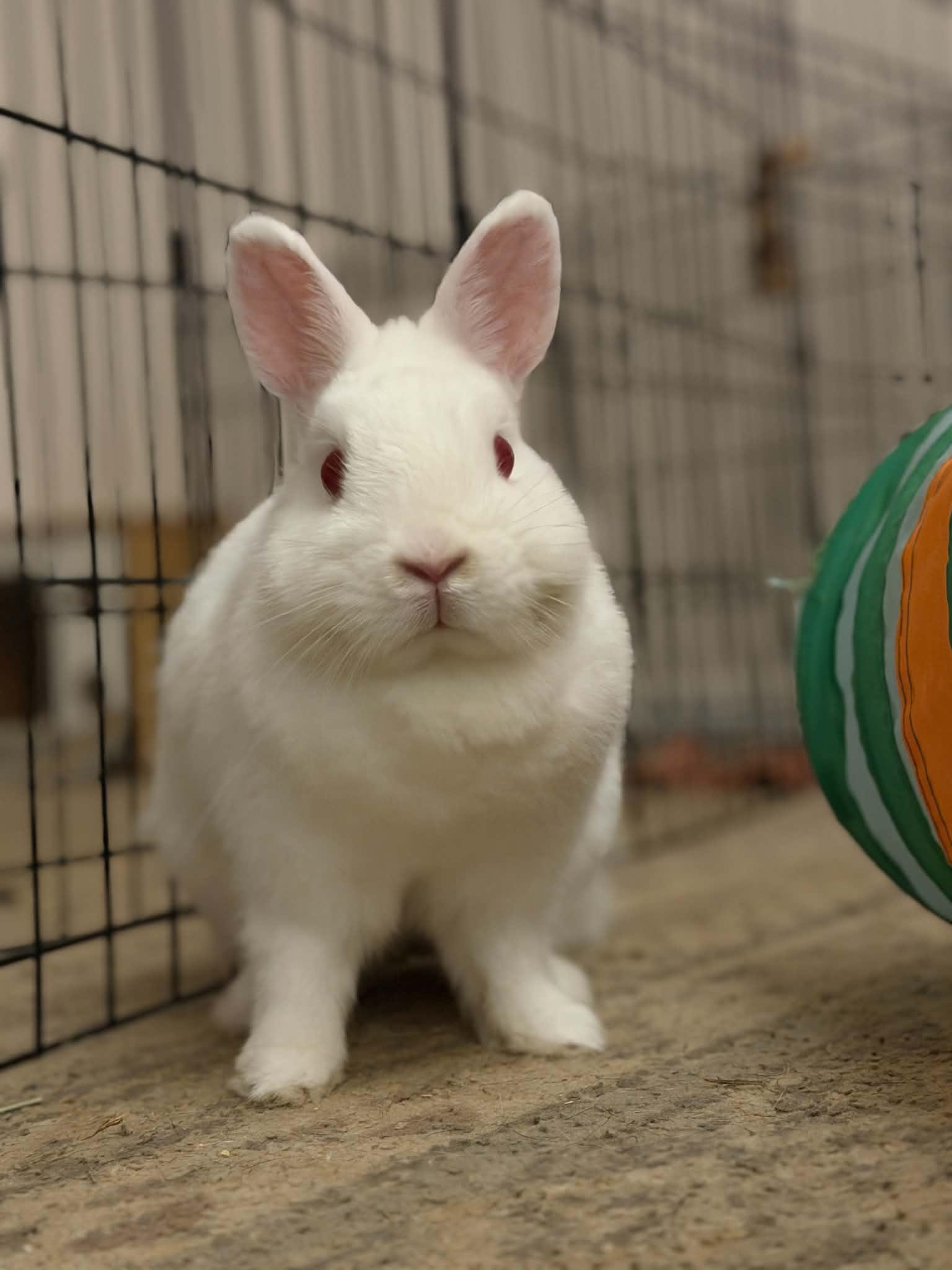 Strawberry Shortcake, Adoptable, Adult Female Netherland Dwarf.