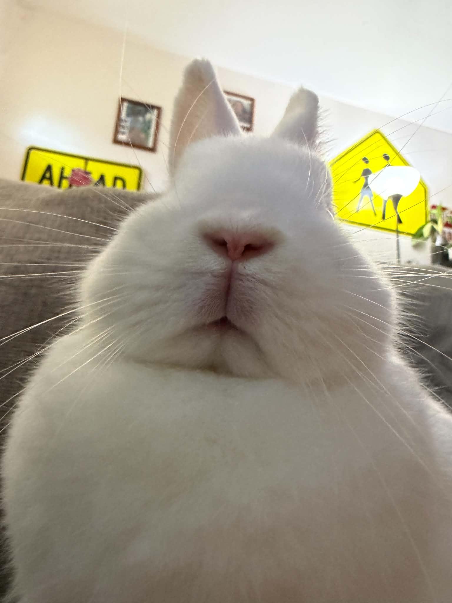 Enlarge Strawberry Shortcake, a Adoptable Netherland Dwarf in Omaha, NE image 5/5