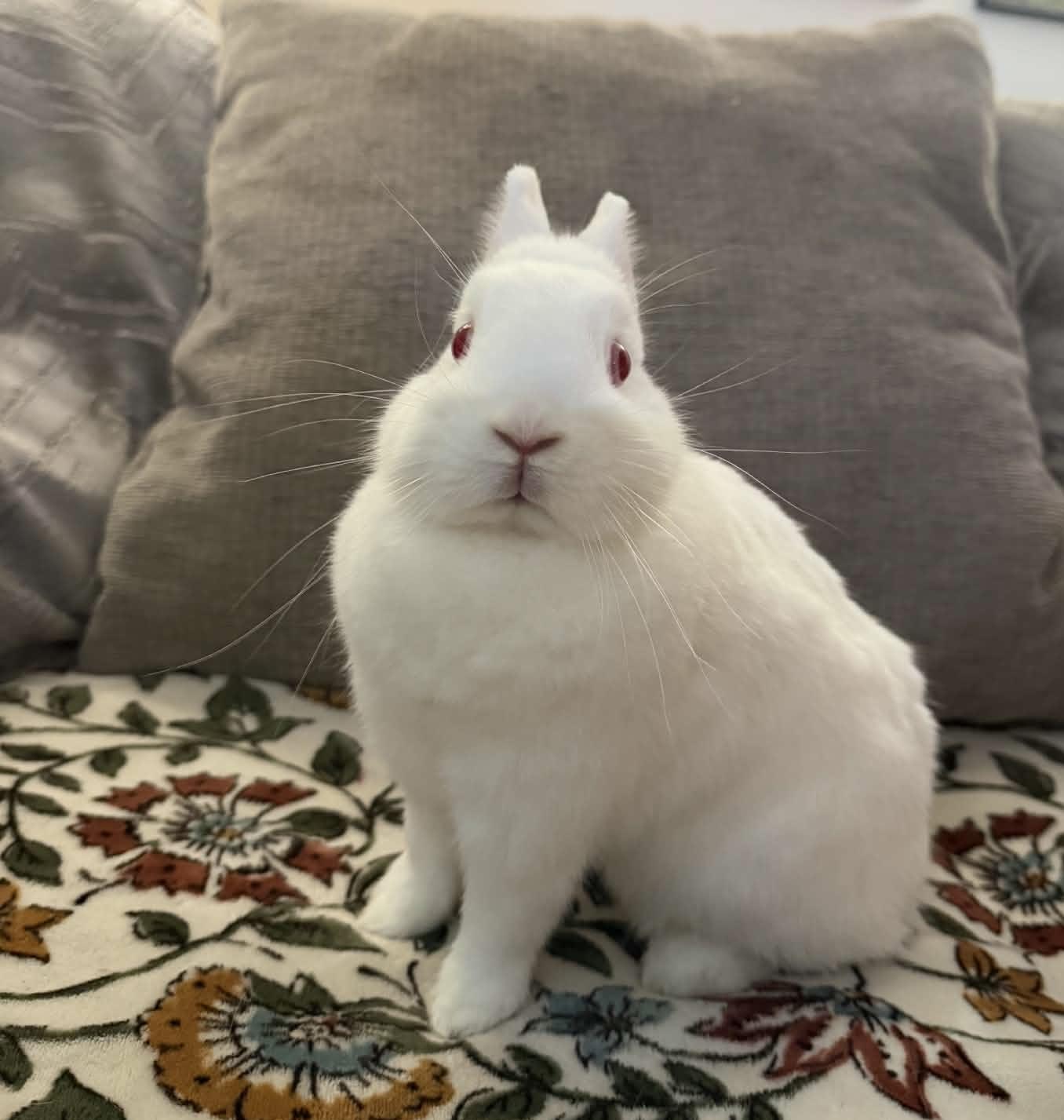 Enlarge Strawberry Shortcake, a Adoptable Netherland Dwarf in Omaha, NE image 3/5