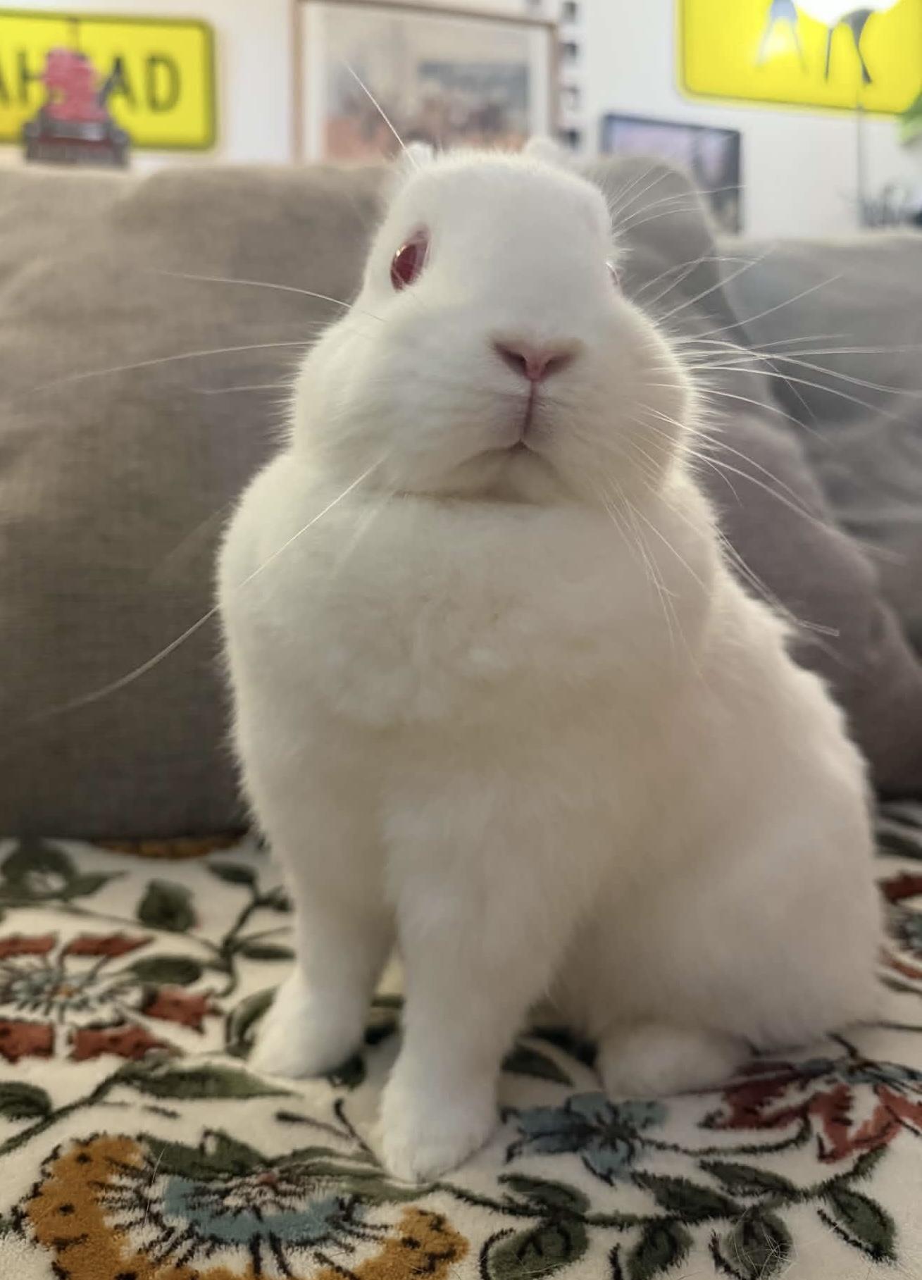 Enlarge Strawberry Shortcake, a Adoptable Netherland Dwarf in Omaha, NE image 4/5