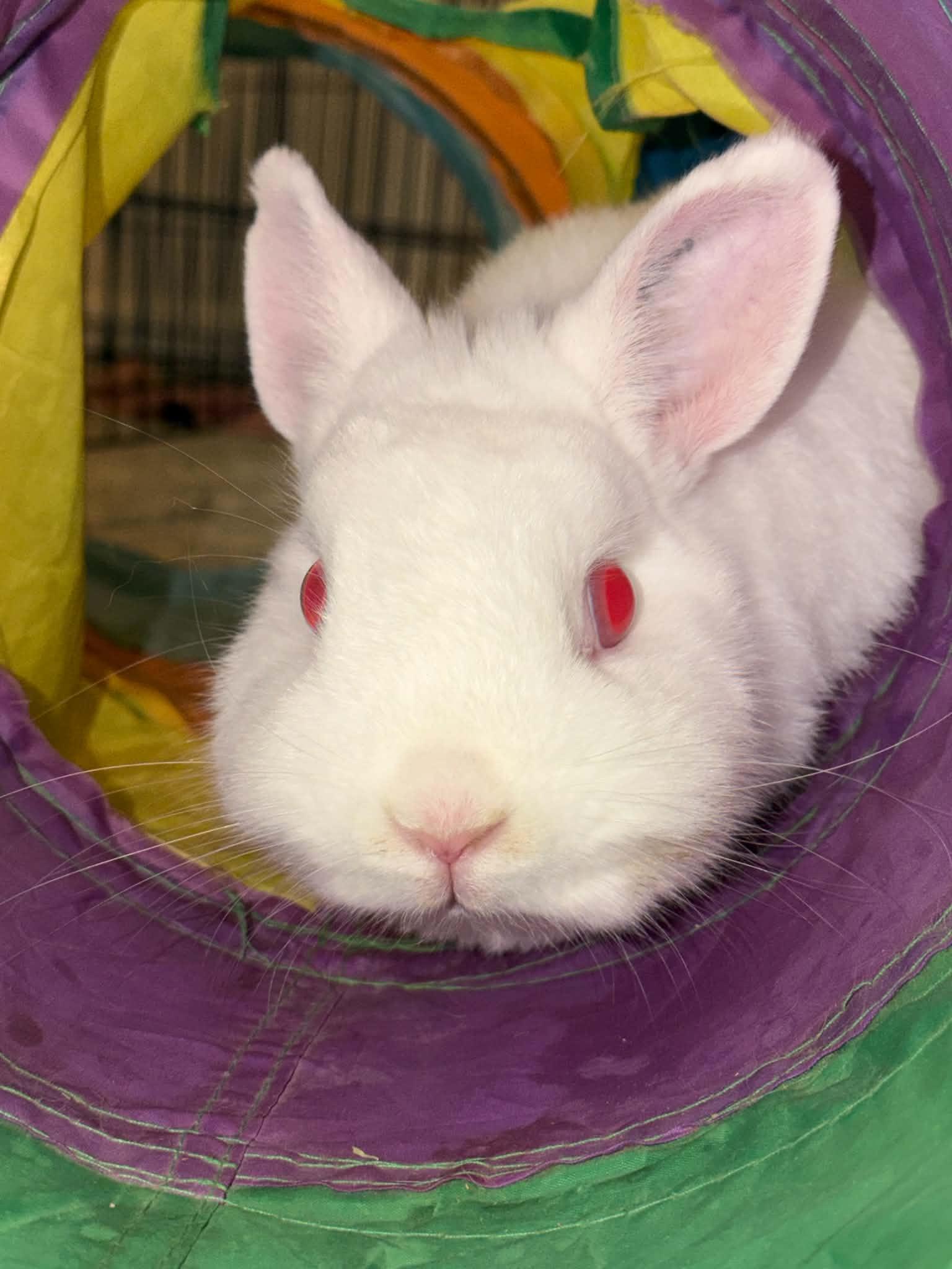 Enlarge Strawberry Shortcake, a Adoptable Netherland Dwarf in Omaha, NE image 2/5
