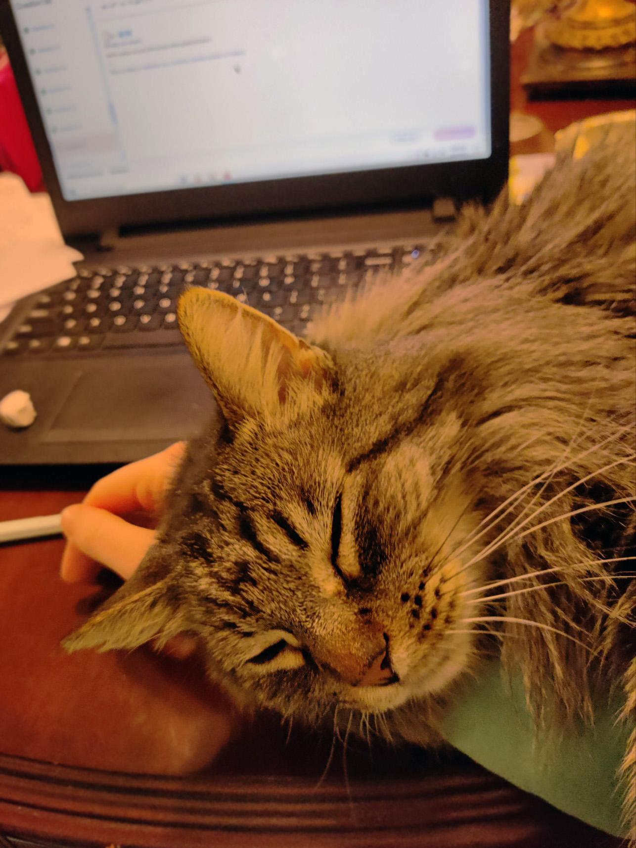 Storm, an adoptable Domestic Medium Hair in Centerville, UT, 84014 | Photo Image 2