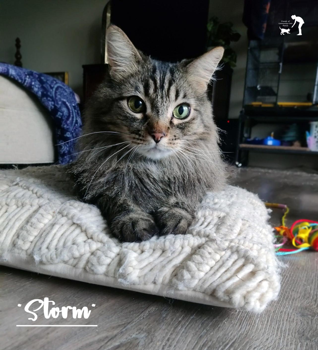 Storm, an adoptable Domestic Medium Hair in Centerville, UT, 84014 | Photo Image 1