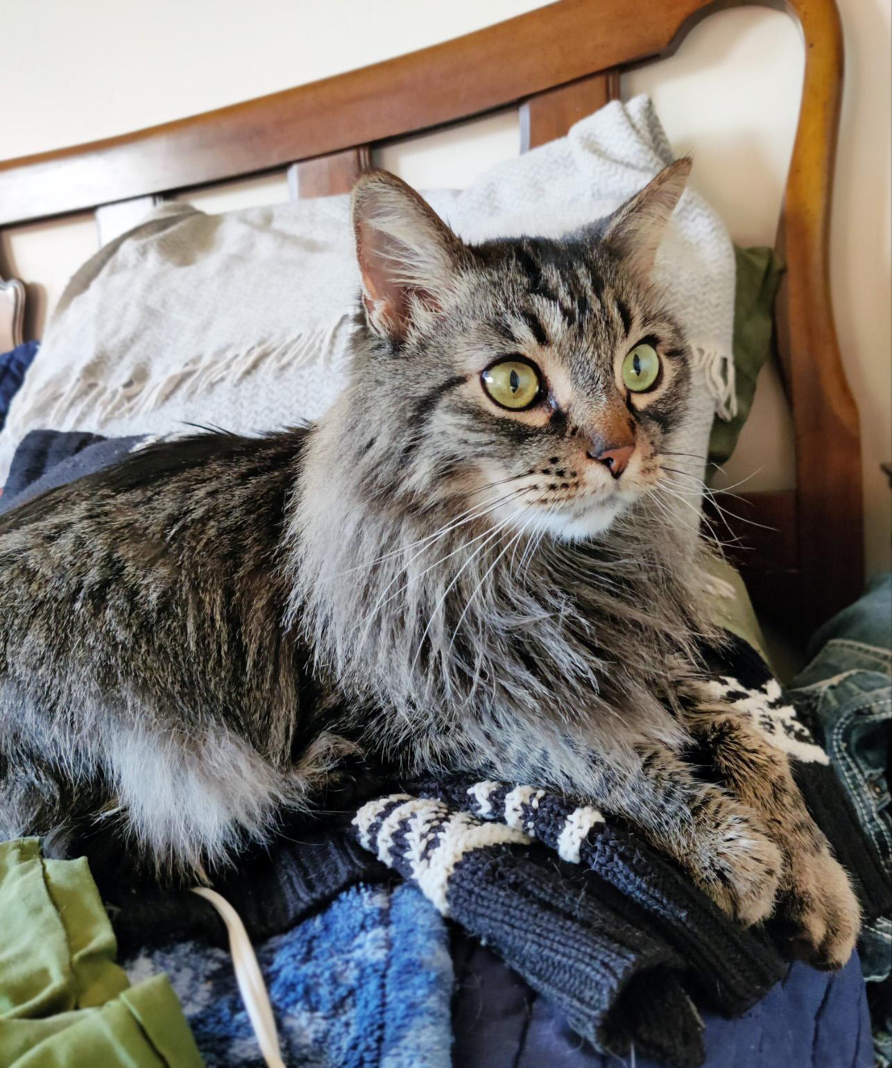 Storm, an adoptable Domestic Medium Hair in Centerville, UT, 84014 | Photo Image 3