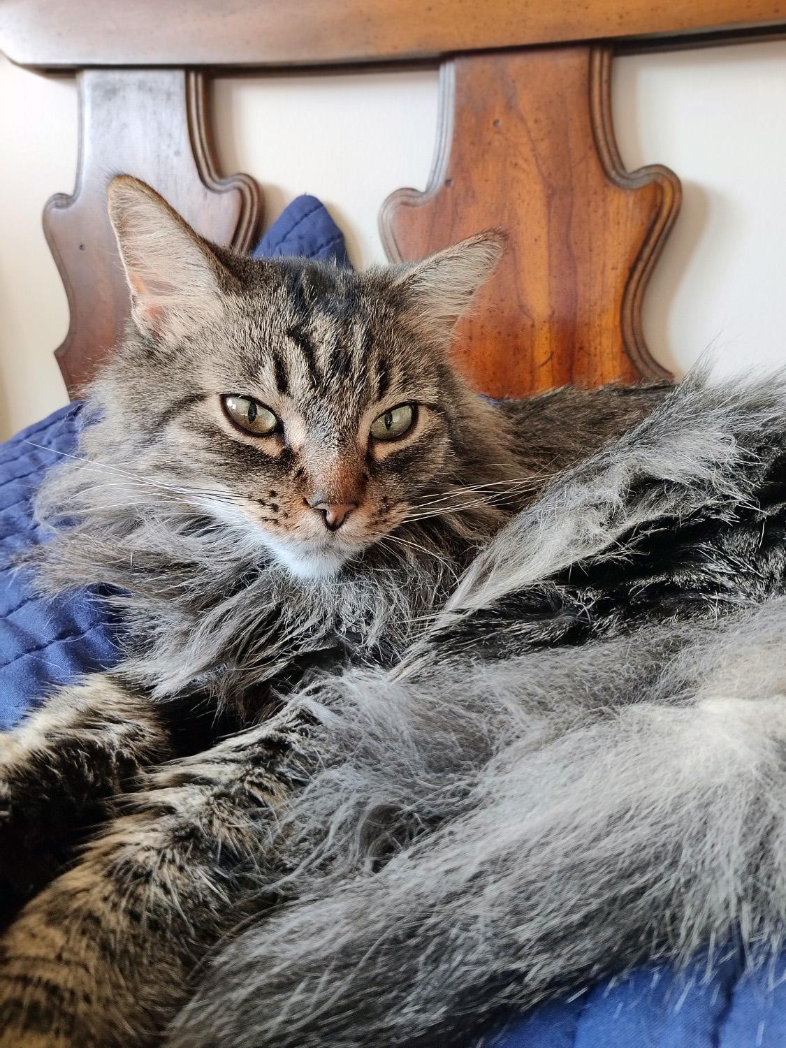 Storm, an adoptable Domestic Medium Hair in Centerville, UT, 84014 | Photo Image 4