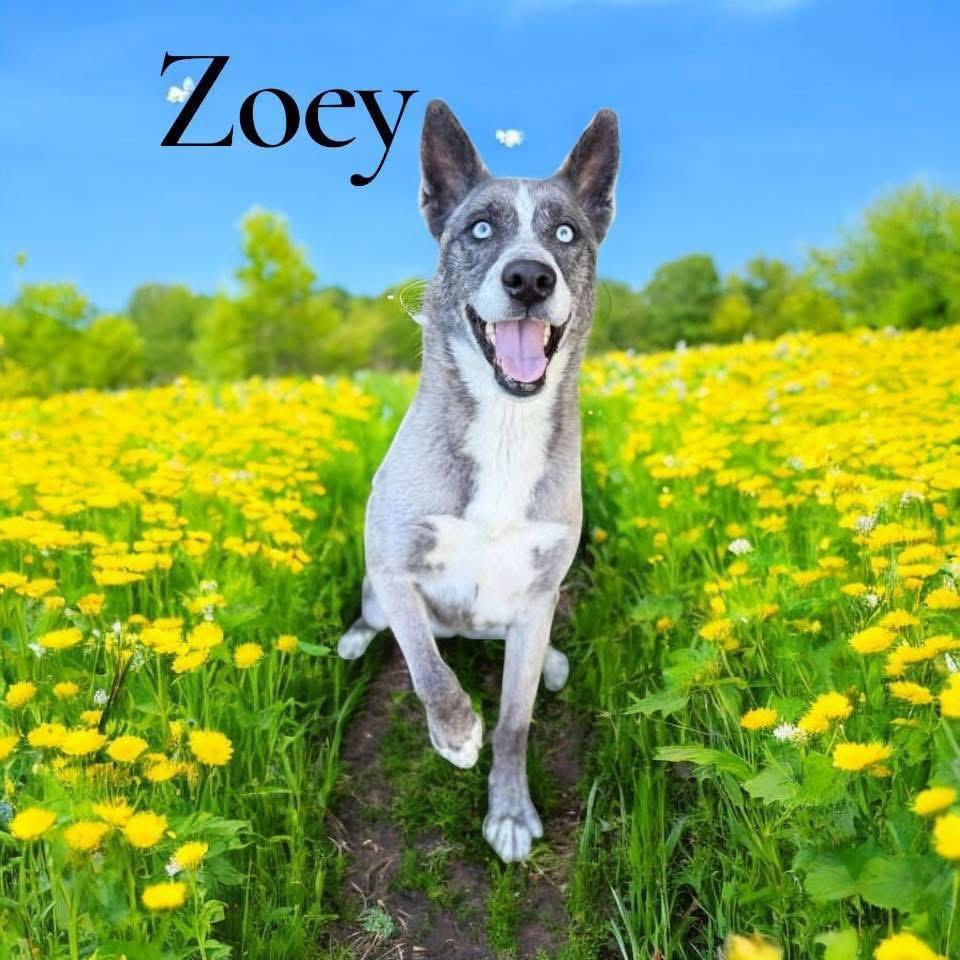 Zoey 0225