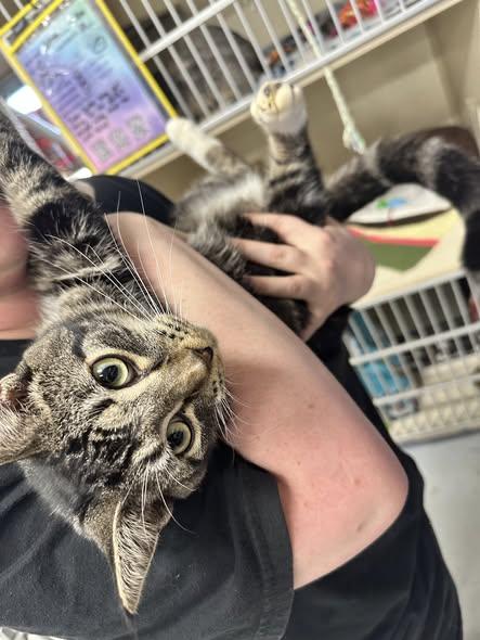 Noodle, adoptable, Young Male Domestic Short Hair.