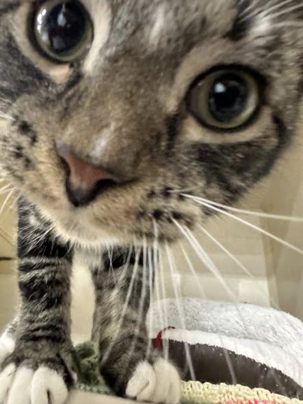 Noodle, an adoptable Domestic Short Hair in East Lansing, MI image 2/4