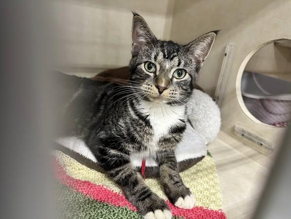 Noodle, an adoptable Domestic Short Hair in East Lansing, MI image 3/4