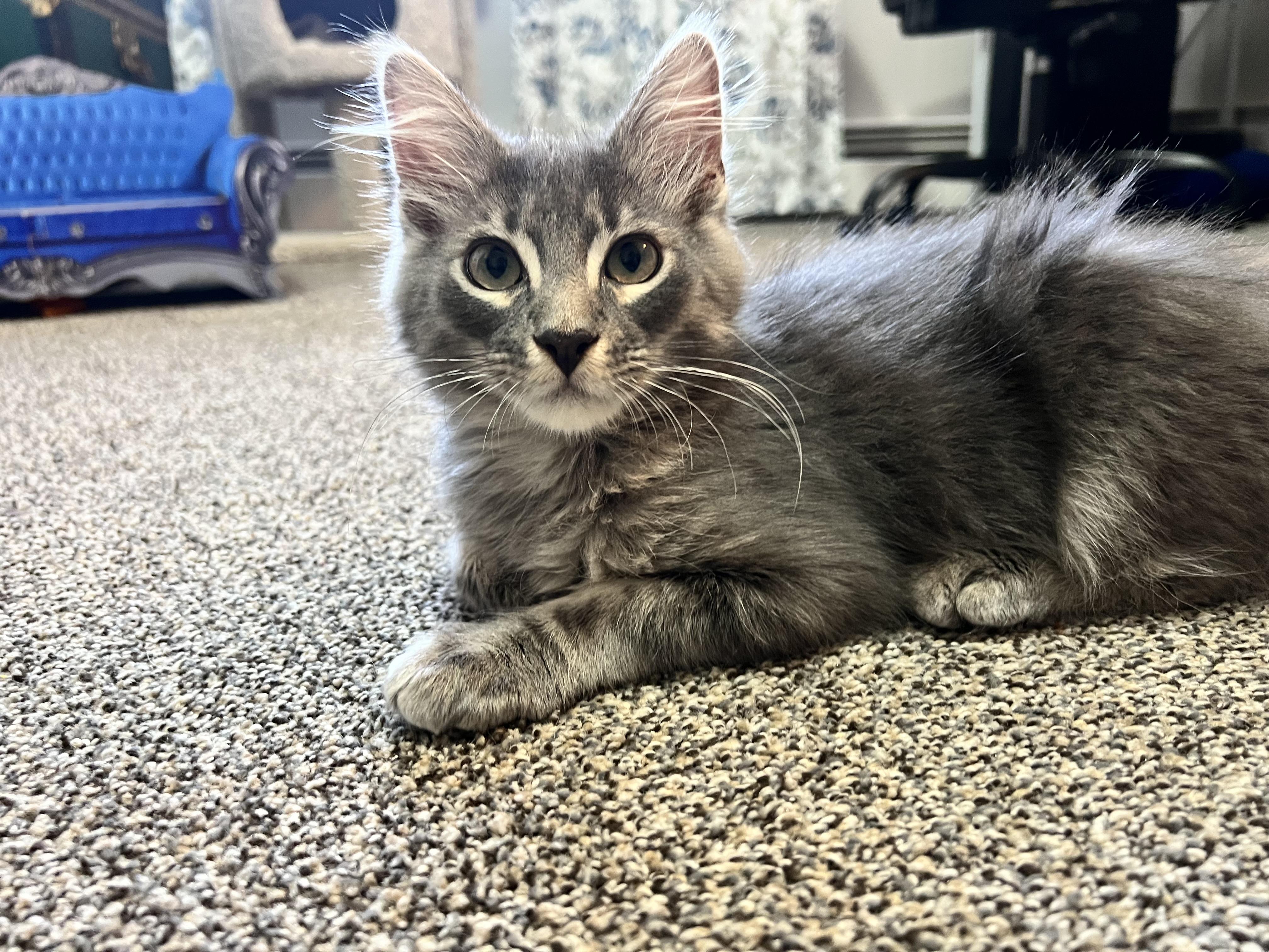 Sockeye, Adopted, Kitten Male Domestic Short Hair.