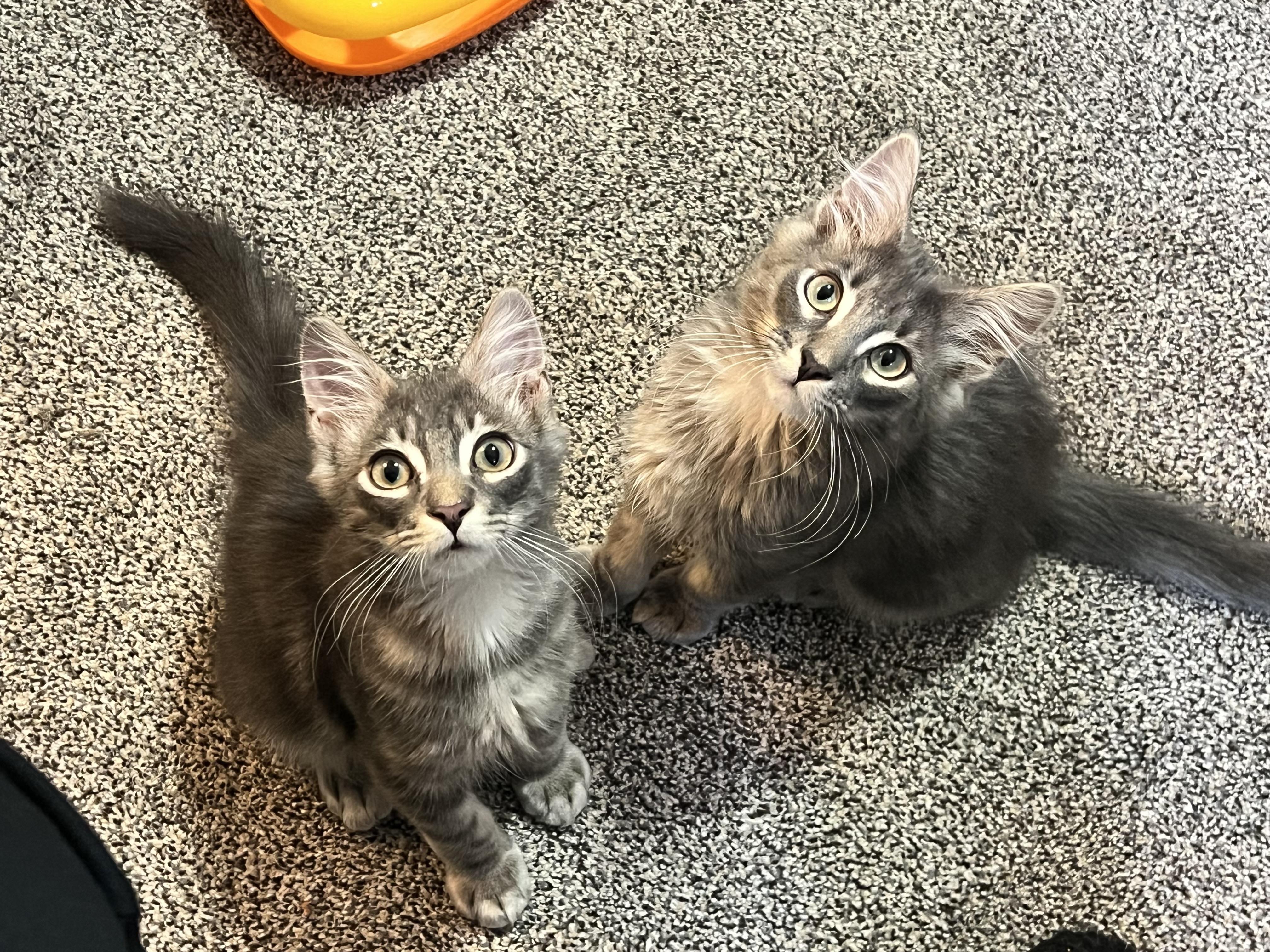 Enlarge Sockeye, a Adopted Domestic Short Hair in Wasilla, AK image 4/6