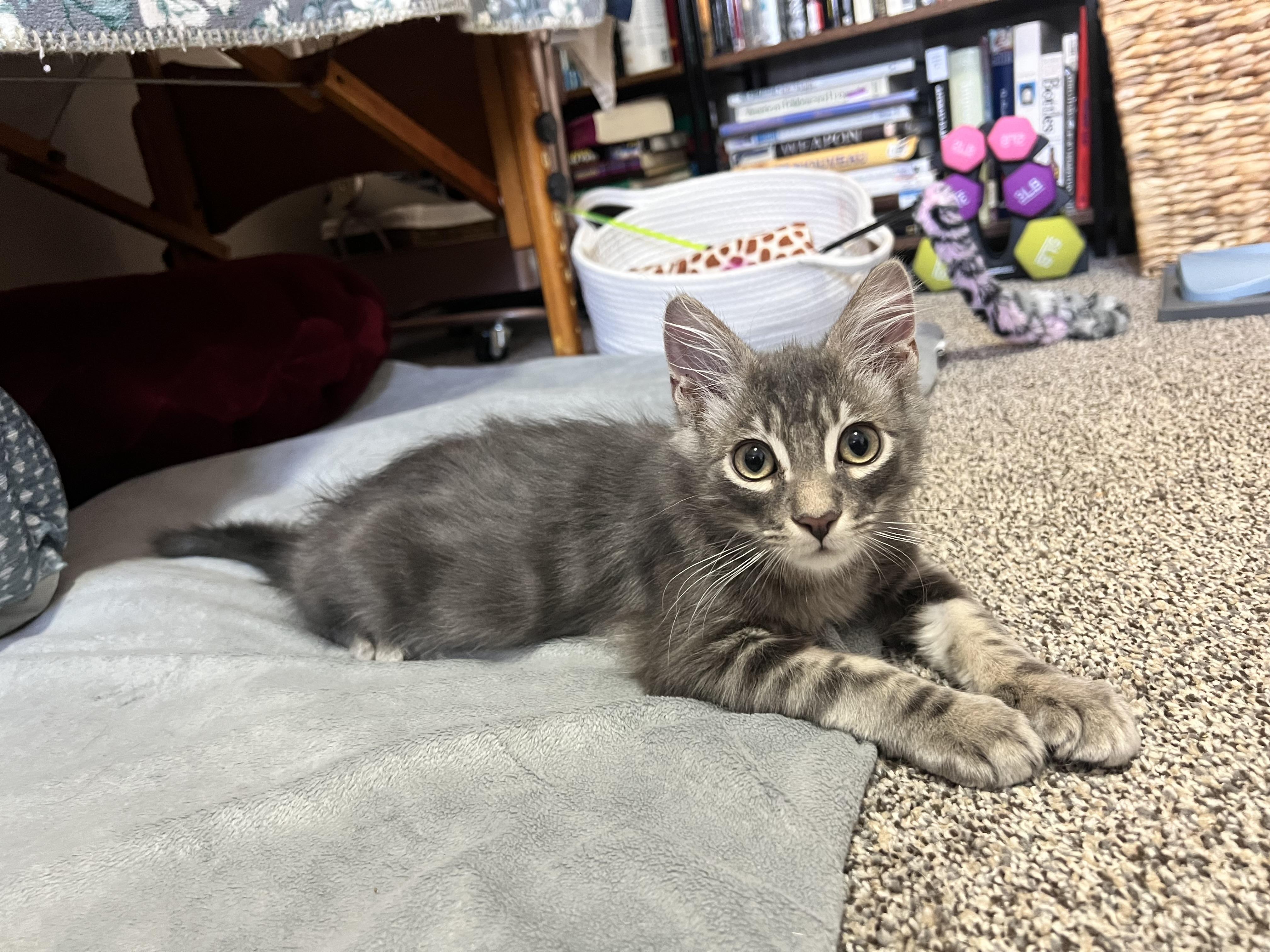 Enlarge Sockeye, a Adopted Domestic Short Hair in Wasilla, AK image 5/6