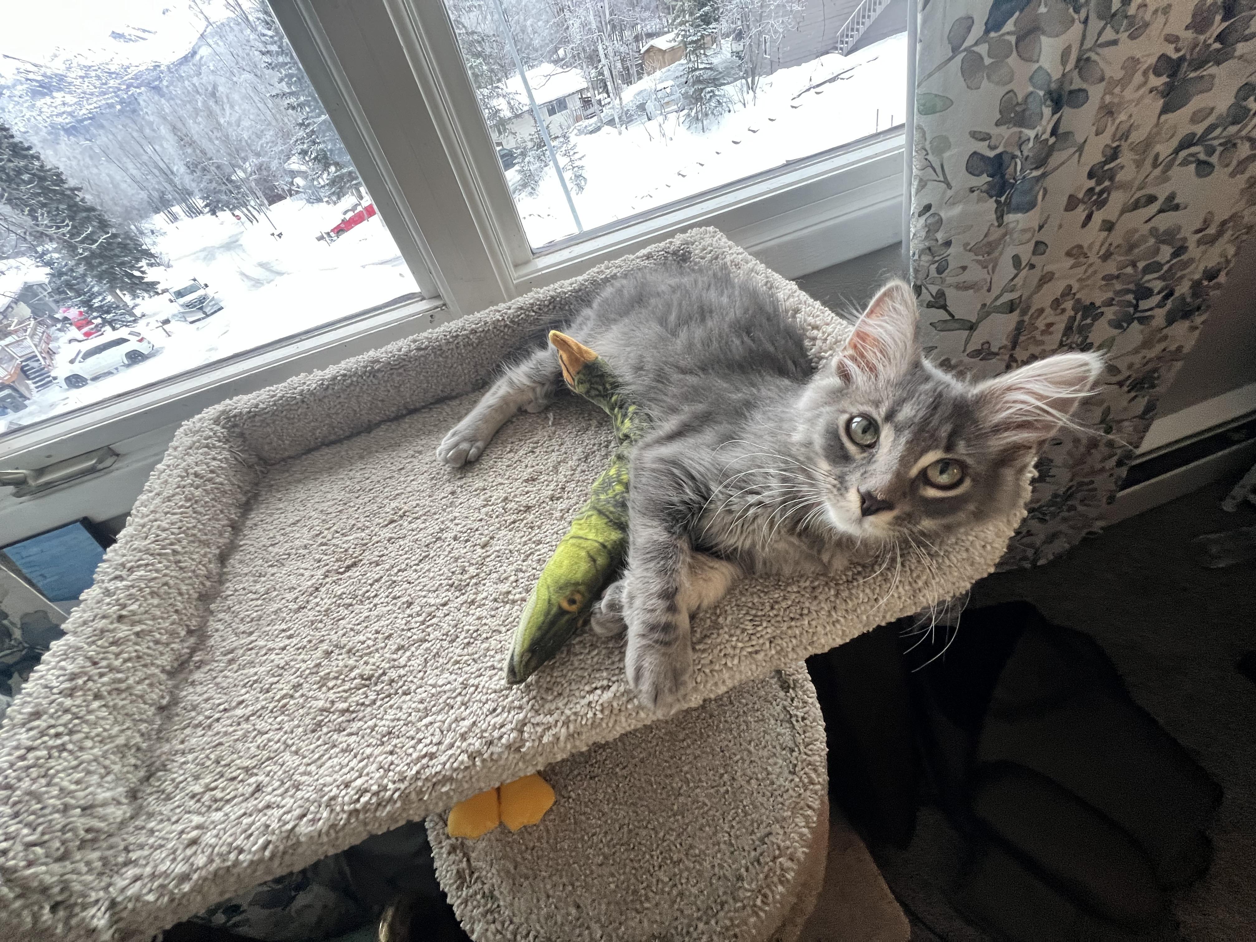 Enlarge Sockeye, a Adopted Domestic Short Hair in Wasilla, AK image 6/6