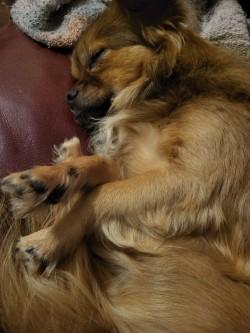 Buck, a Adoptable mixed breed in Irving, TX image 1/3