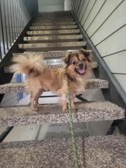 Buck, a Adoptable mixed breed in Irving, TX image 2/3