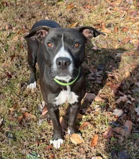 Braedon, Adoptable, Adult Female Pit Bull Terrier.