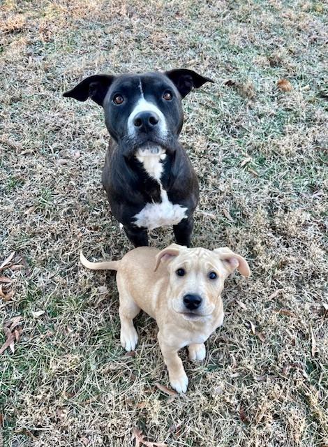 Enlarge Braedon, a Adoptable mixed breed in Mocksville, NC image 2/5