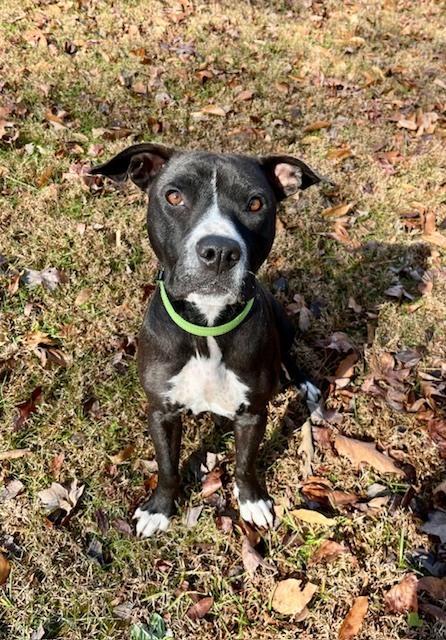 Enlarge Braedon, a Adoptable mixed breed in Mocksville, NC image 3/5