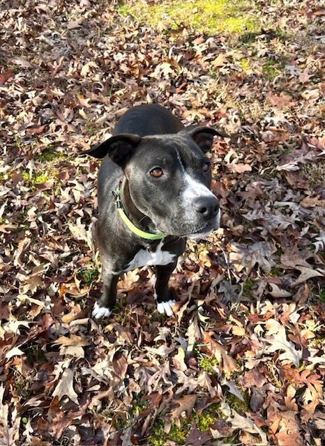 Enlarge Braedon, a Adoptable mixed breed in Mocksville, NC image 4/5