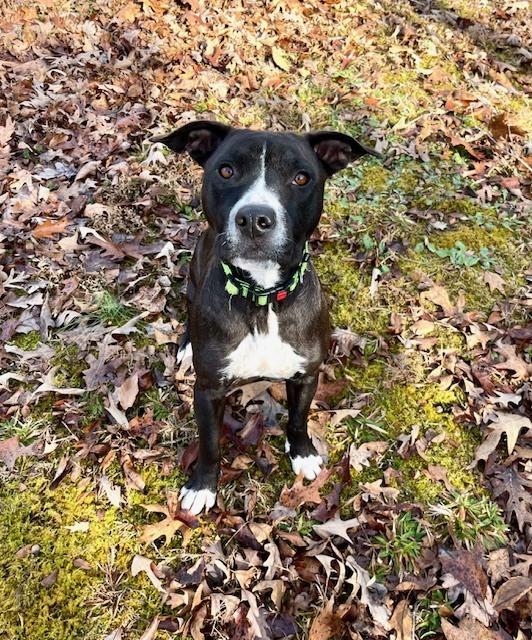 Enlarge Braedon, a Adoptable mixed breed in Mocksville, NC image 5/5