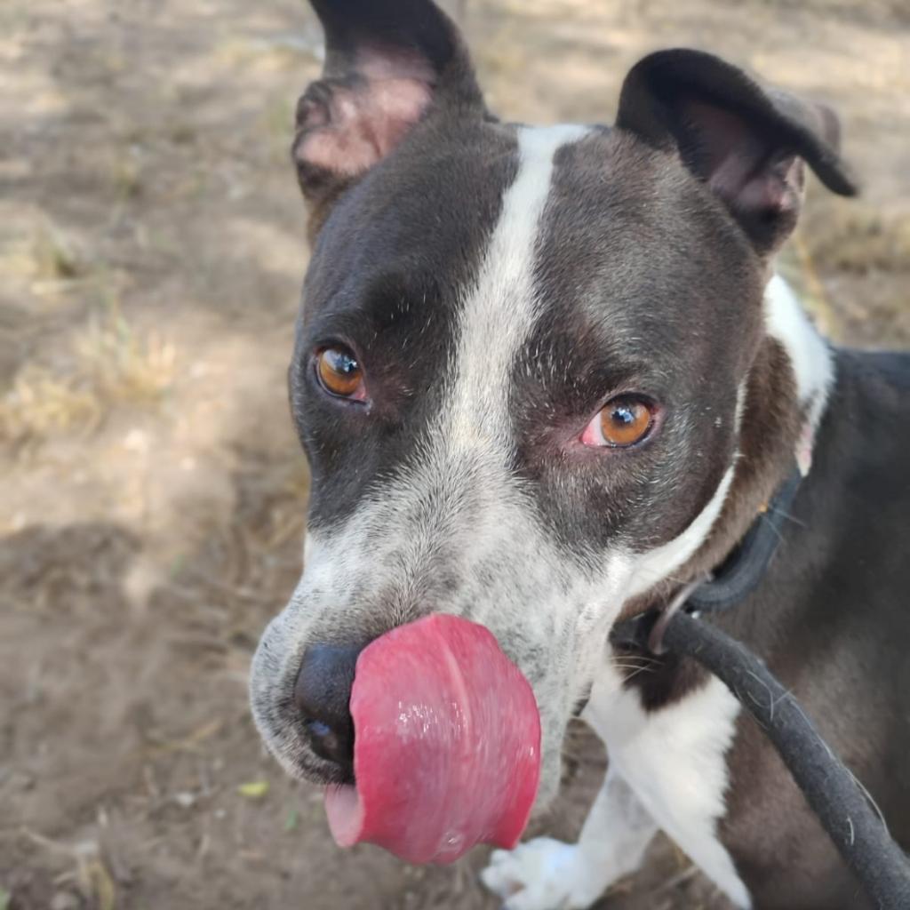 Cobra, Adoptable, Adult Male Pit Bull Terrier.