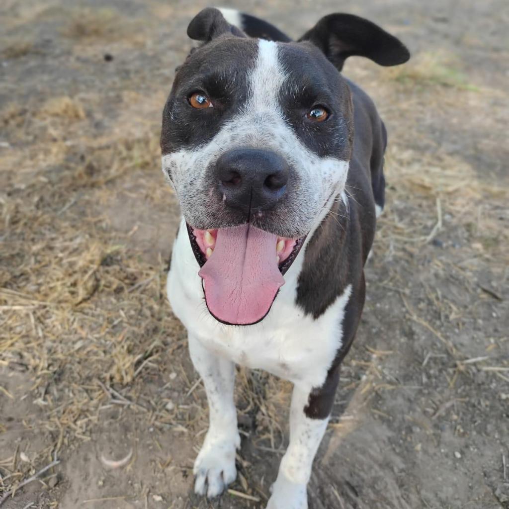 Cobra, a Adoptable mixed breed in West Islip, NY image 2/5
