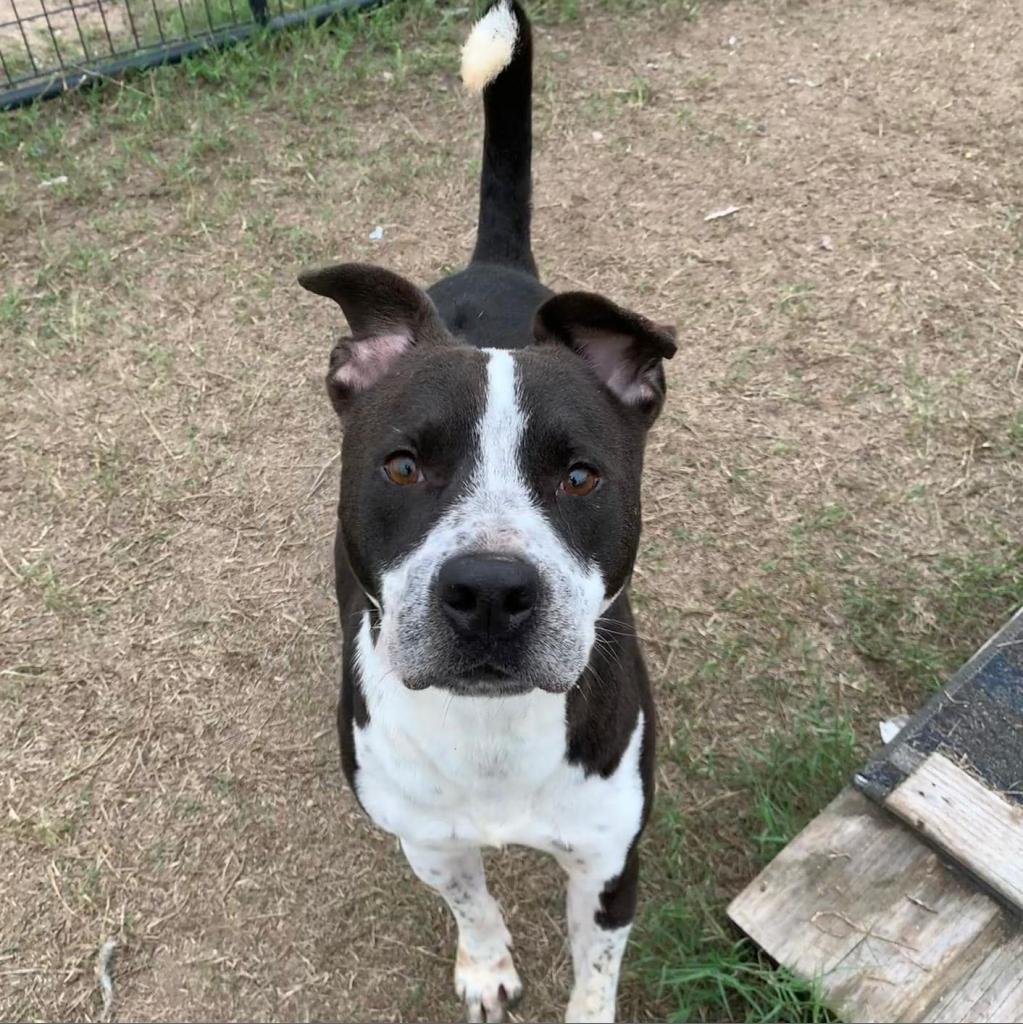 Cobra, a Adoptable mixed breed in West Islip, NY image 3/5