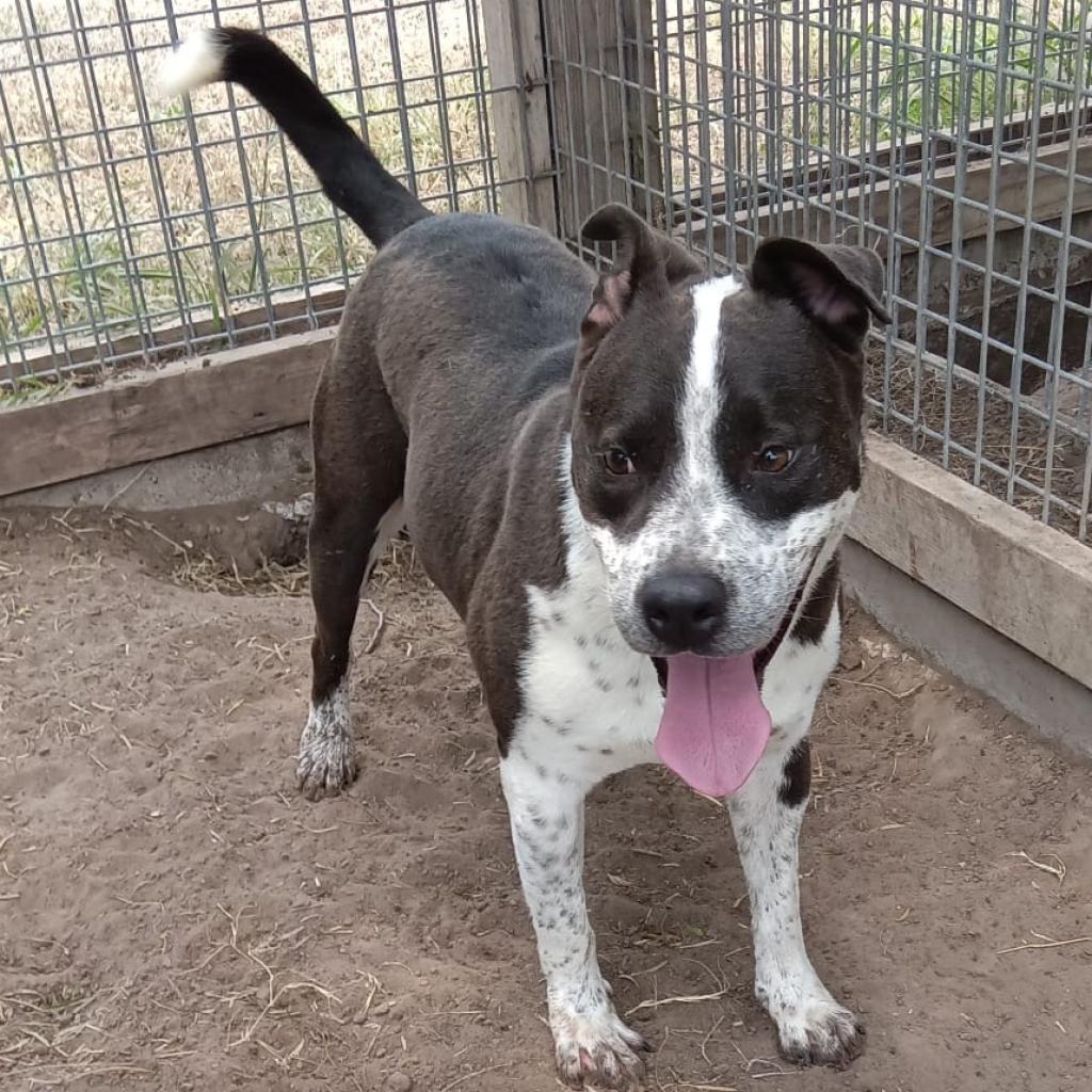 Cobra, a Adoptable mixed breed in West Islip, NY image 4/5