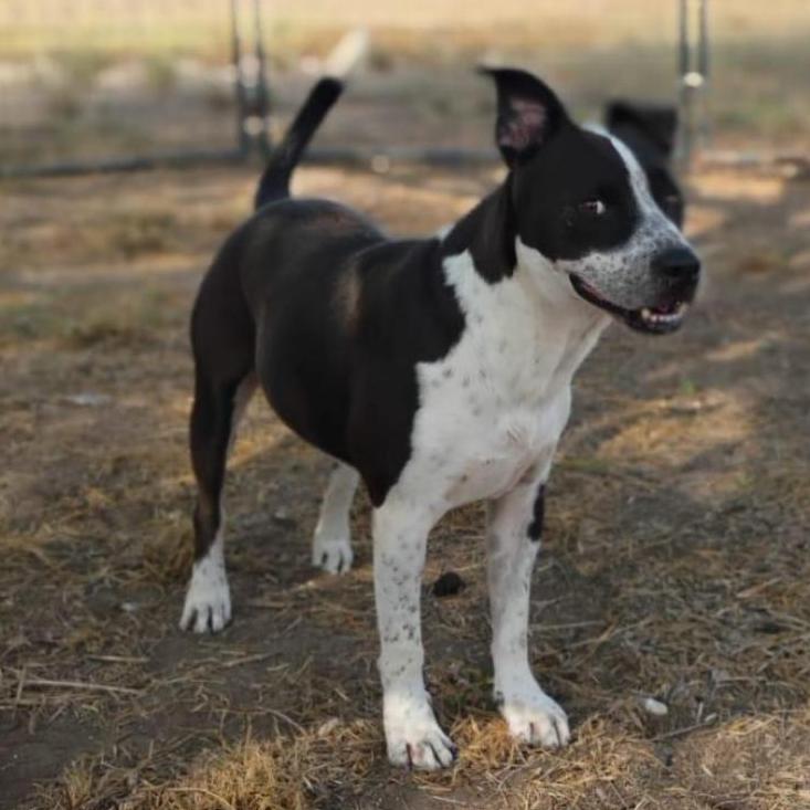 Cobra, a Adoptable mixed breed in West Islip, NY image 5/5