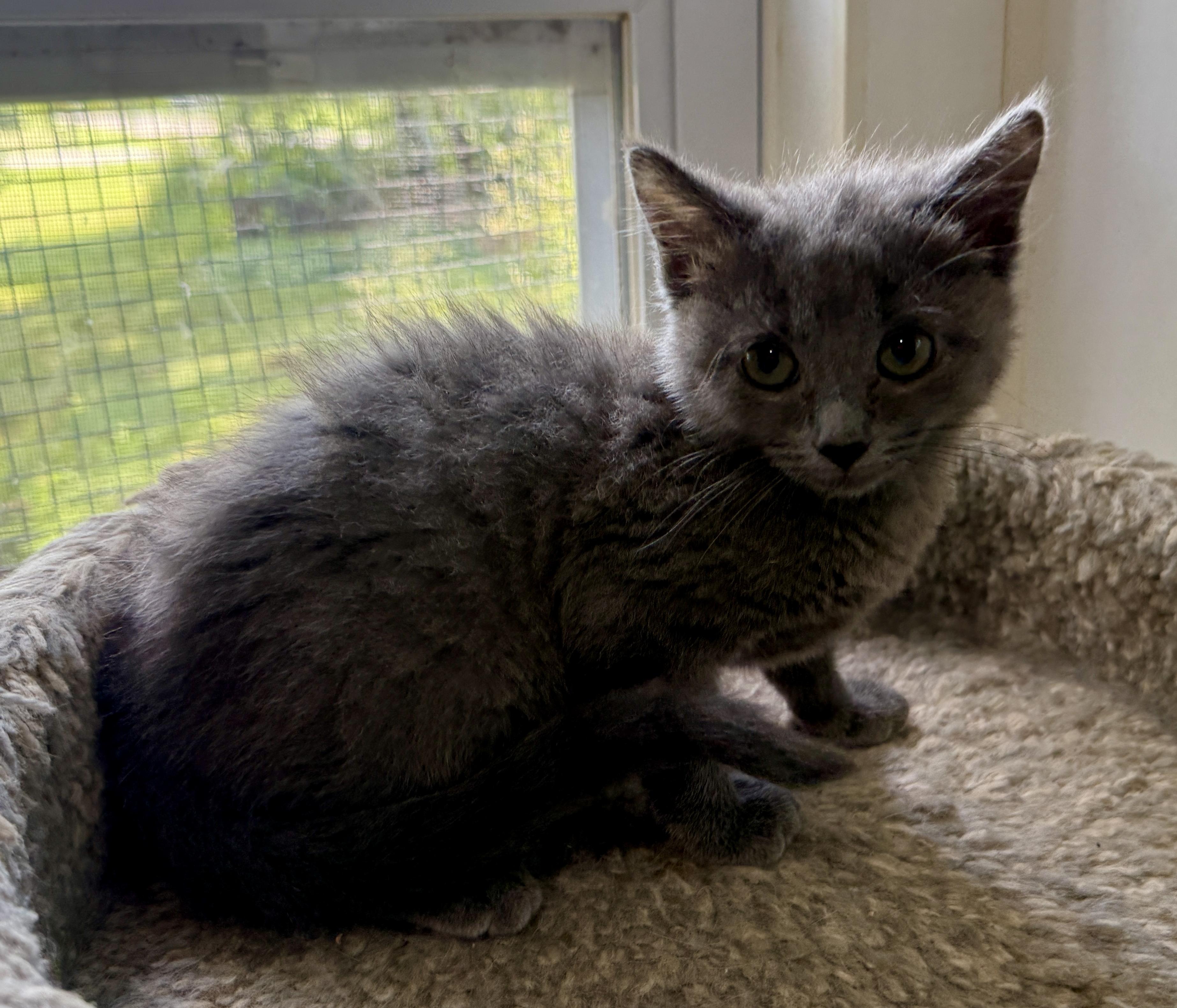 Birdie, a Adoptable Domestic Short Hair in Ashland, OH image 2/5