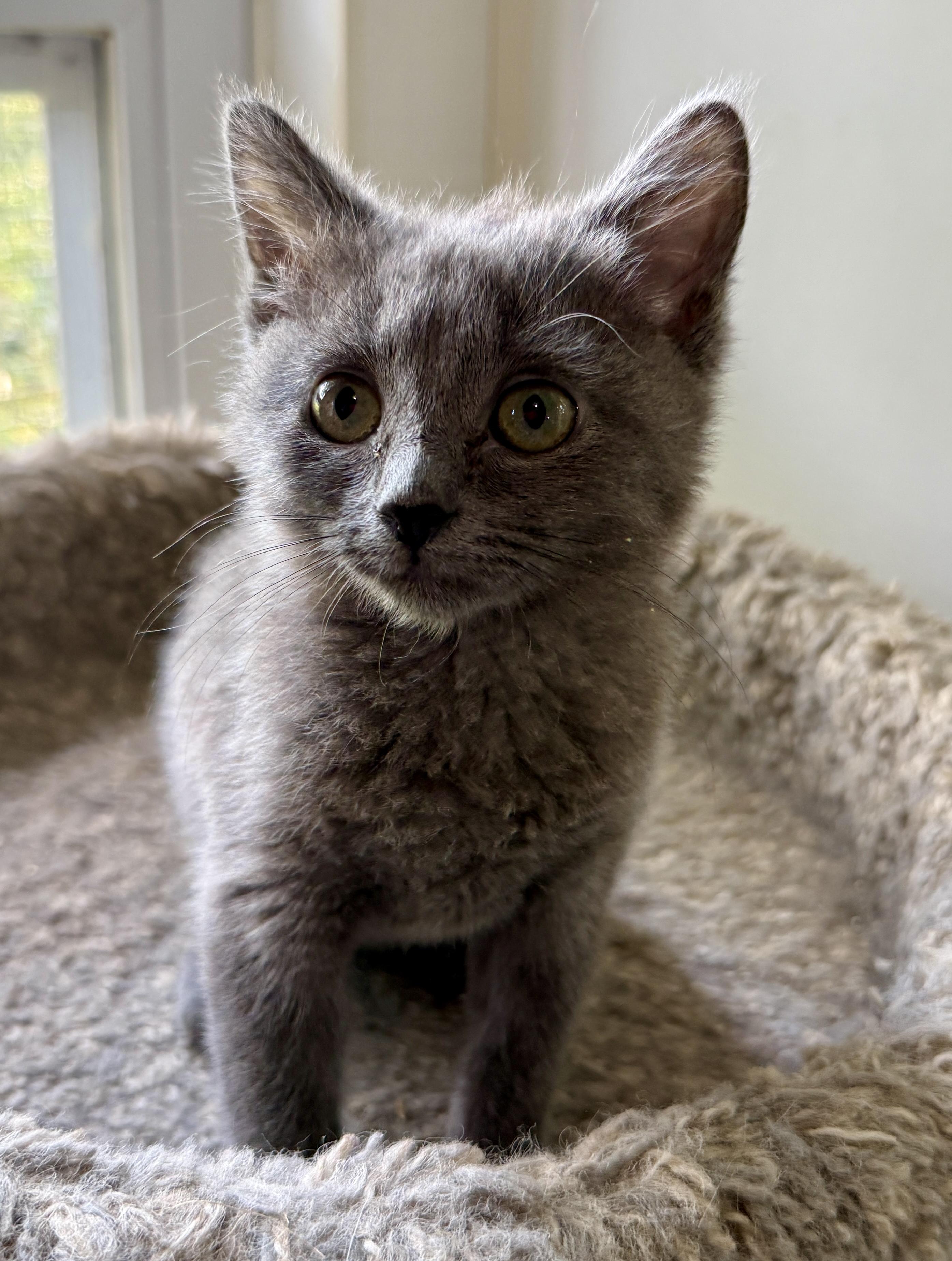 Birdie, a Adoptable Domestic Short Hair in Ashland, OH image 5/5