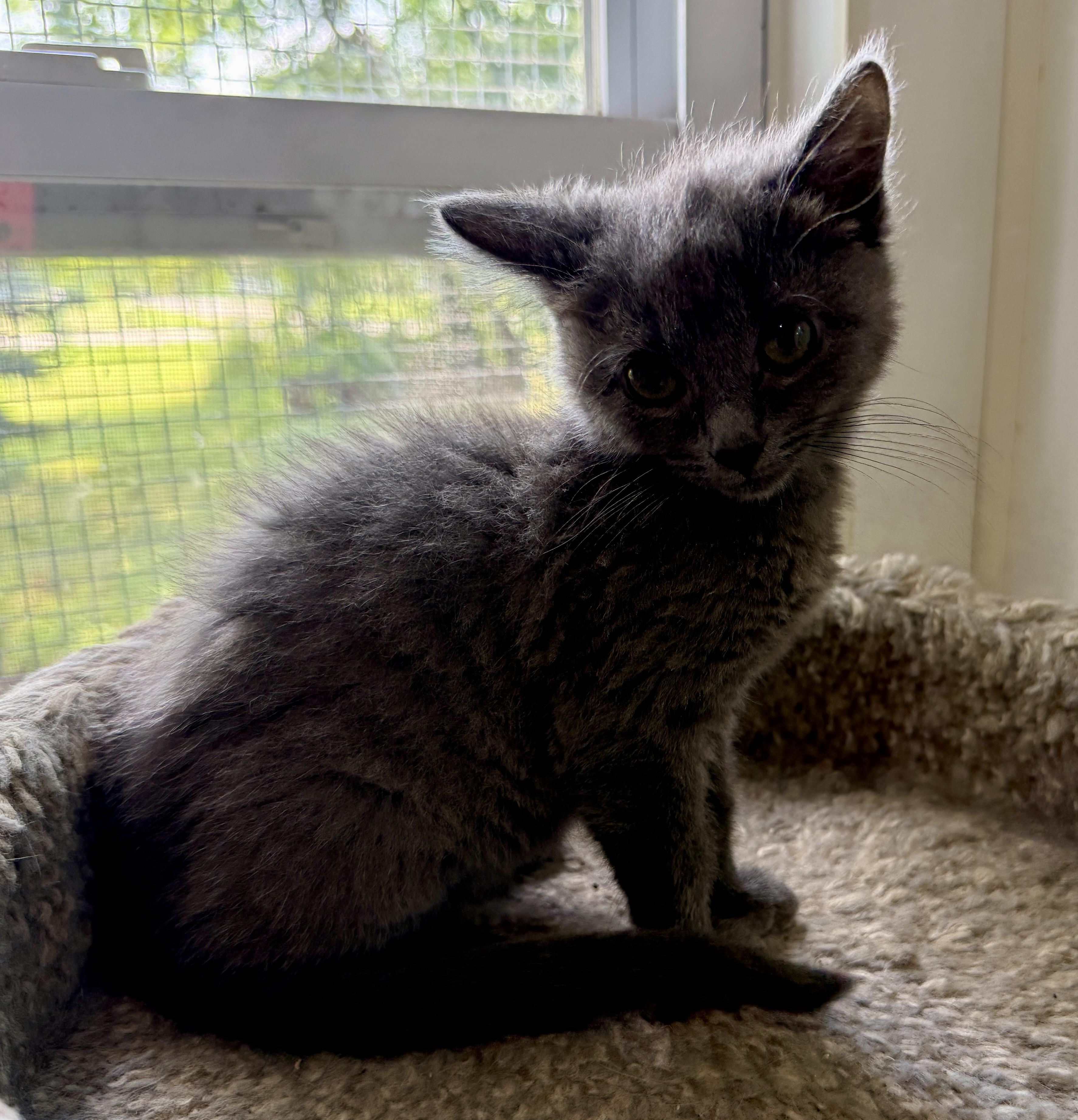 Birdie, a Adoptable Domestic Short Hair in Ashland, OH image 3/5