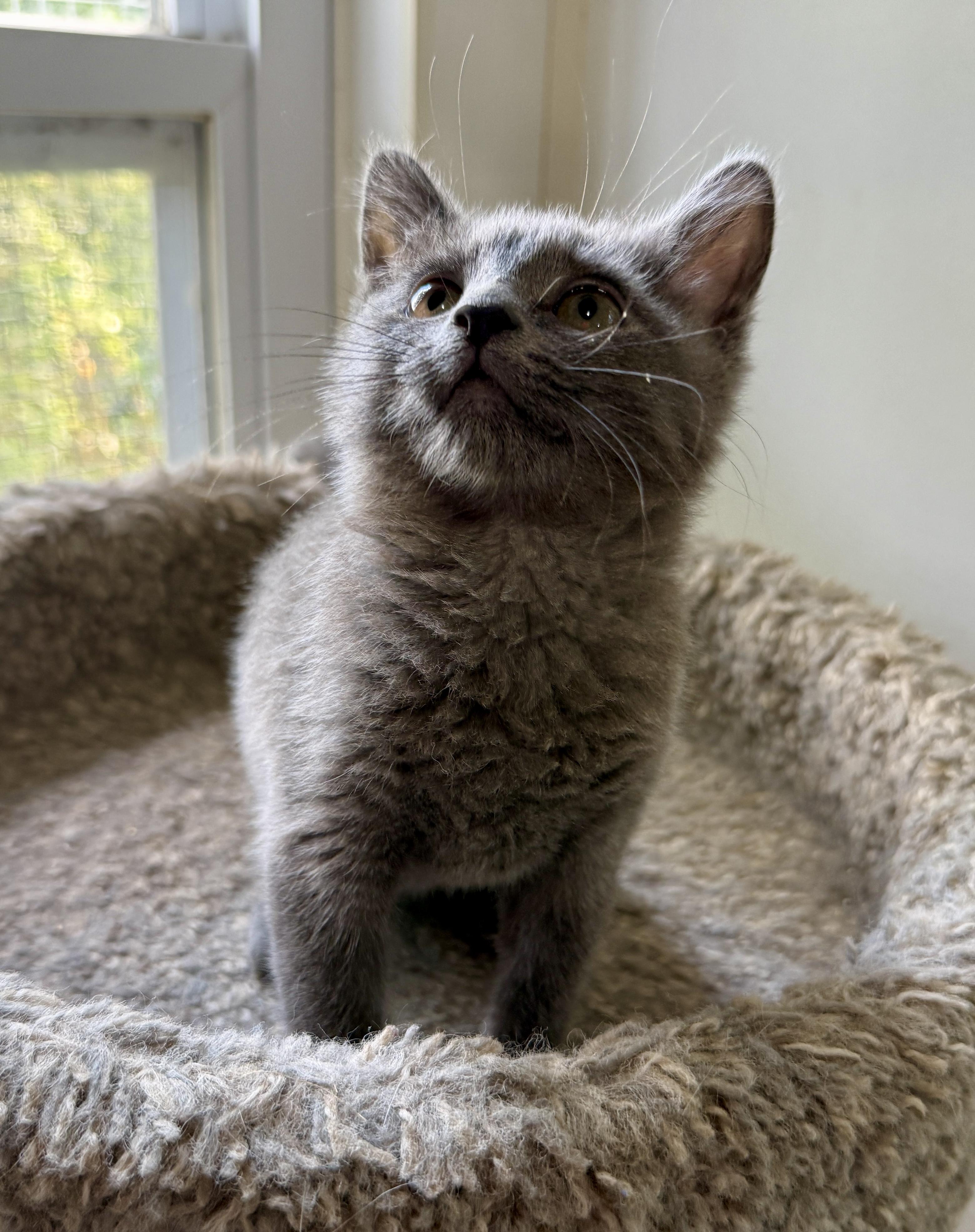 Birdie, Adoptable, Kitten Female Domestic Short Hair.