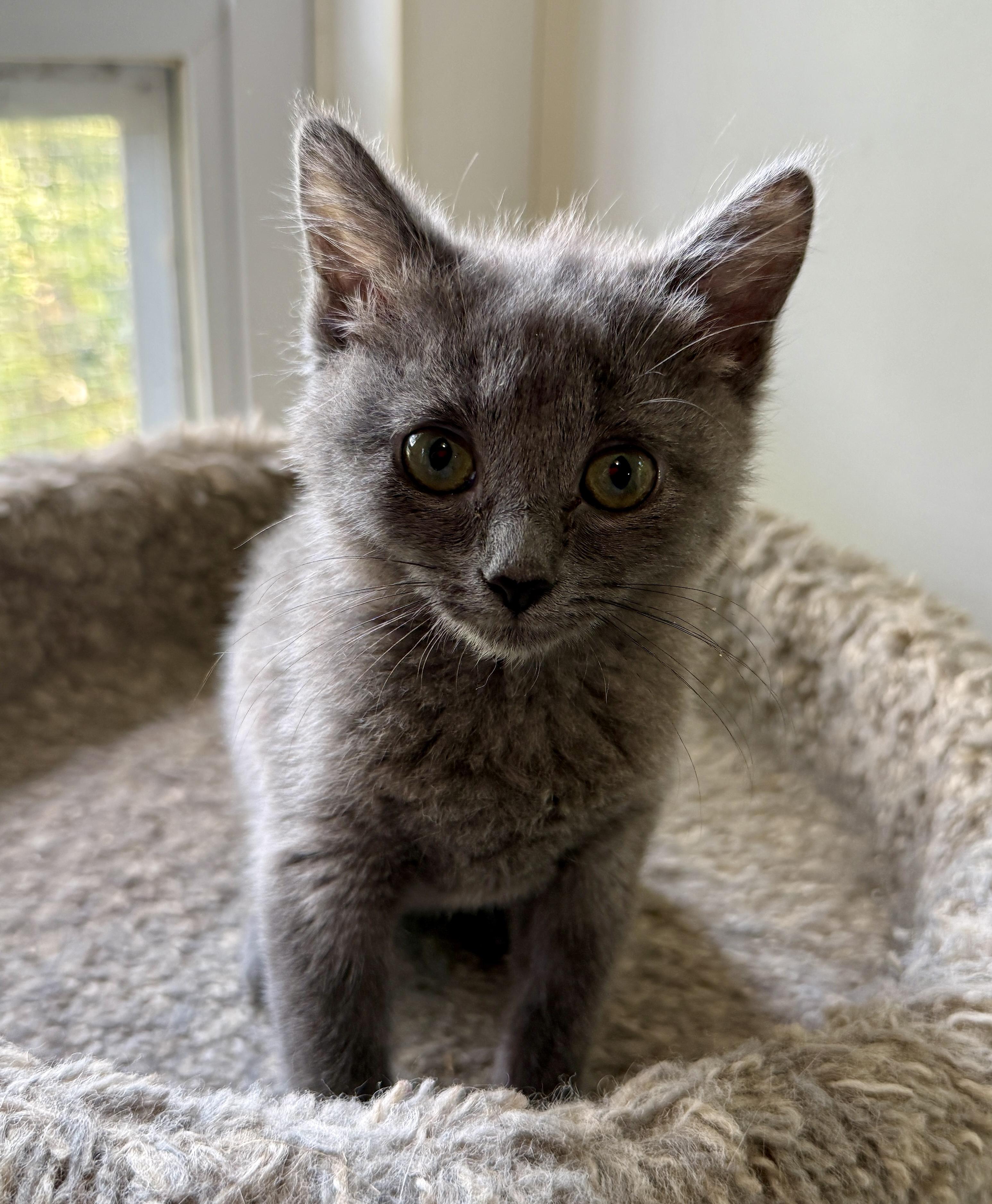 Birdie, a Adoptable Domestic Short Hair in Ashland, OH image 4/5