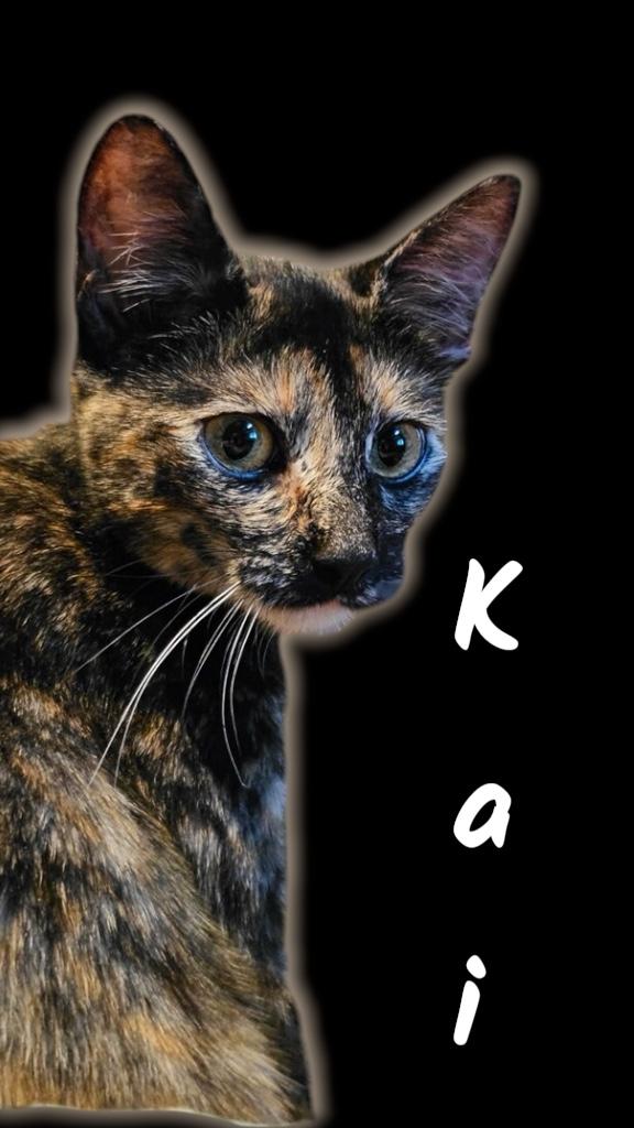 Kai, ADOPTABLE, Young Female Domestic Short Hair.