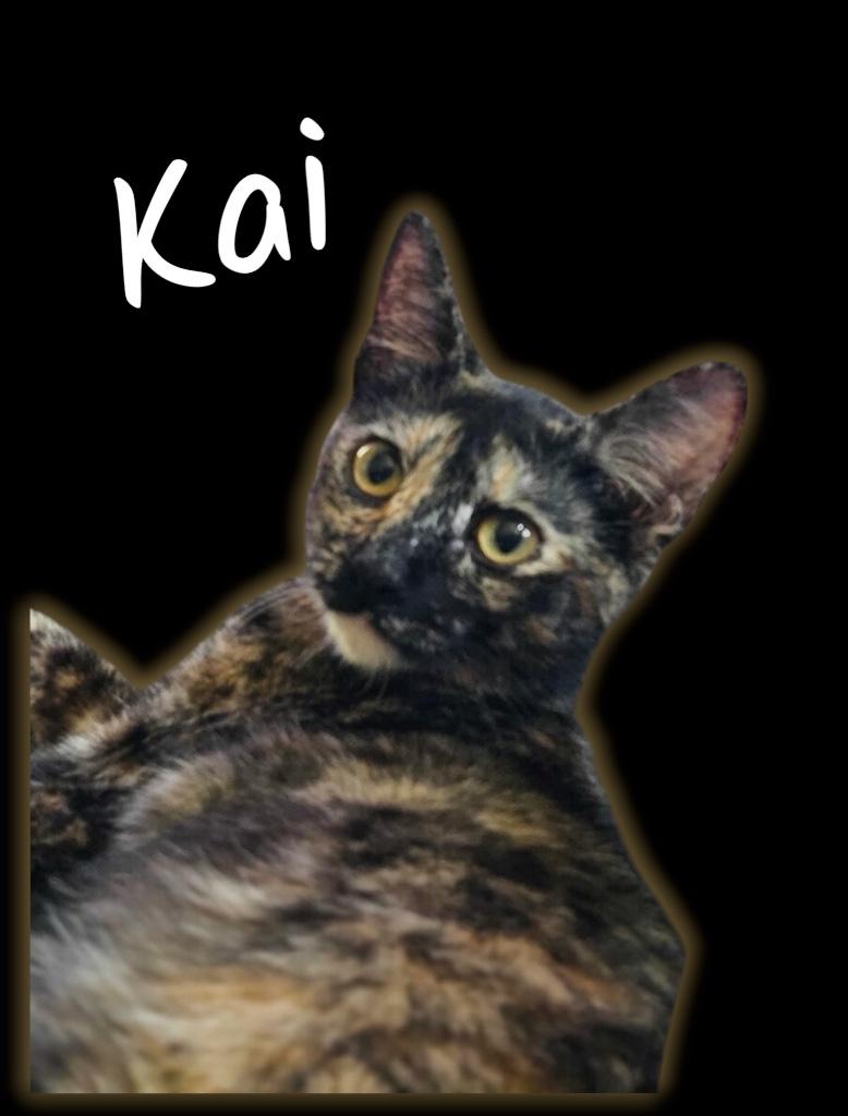 Enlarge Kai, a ADOPTABLE Domestic Short Hair in Auburn, CA image 2/2