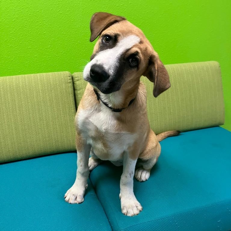 Tulip, Adoptable, Young Female Australian Cattle Dog / Blue Heeler.